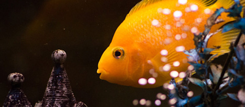elegir la bomba de agua para acuario adecuada