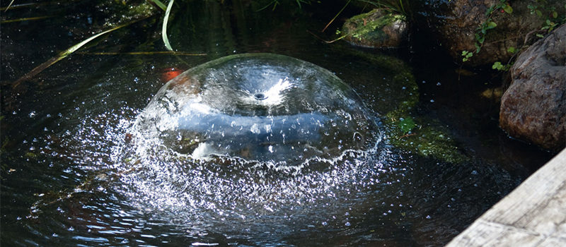 Limpieza de una bomba para estanques