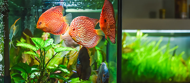 Tipos de bombas de agua para acuario